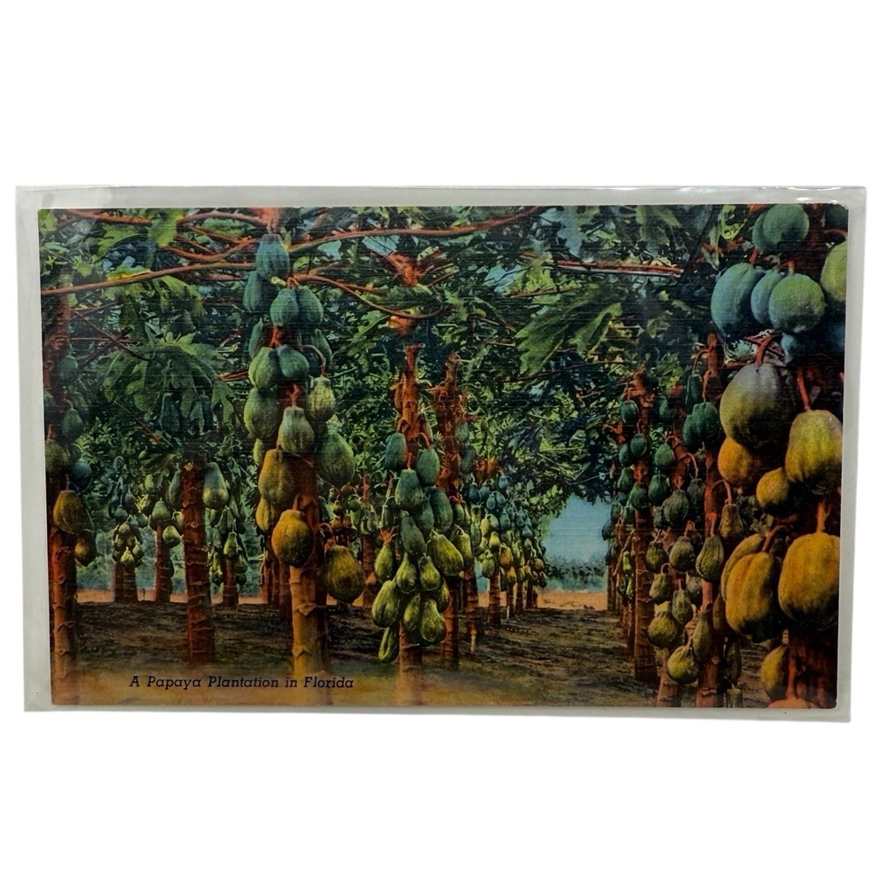 Vintage Linen Postcard Papaya Plantation in Florida Curt‎ Teich Tropical Florida